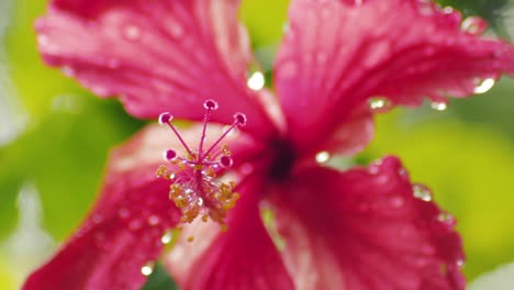 closeup macro shot of pistil and stamen of a wet red hibiscus flower after the rain