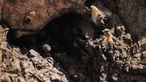Close-up-slow-motion:-Wild-African-Bees-buzz-outside-hive-opening-in-tree