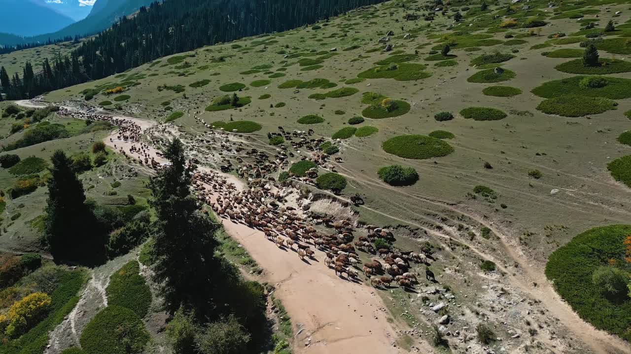 Cattle herd, dusty trail, green hills, kyrgyz mountains, farming animals