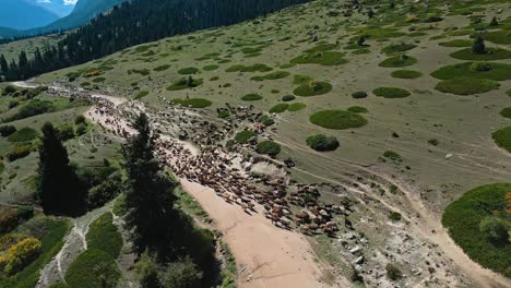 cattle herd, dusty trail, green hills, kyrgyz mountains, farming animals