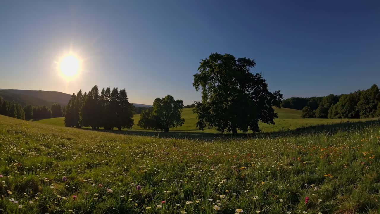 Vidvinkel videooptagelse af en solbeskinnet eng med vilde blomster, der fanger det fredfyldte landskab og træer.