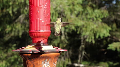 slow motion view of hummingbird in sunlight drinking from a bright red sugar water feeder