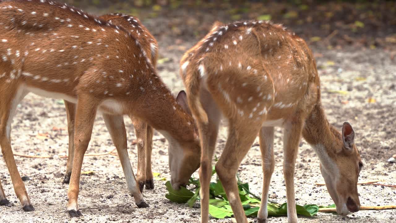 Tre teneri cerbiatti di cervo chital (Axis axis) con pelliccia marrone-rossastra maculata di bianco, che si nutrono di un ramo frondoso a terra, primo piano