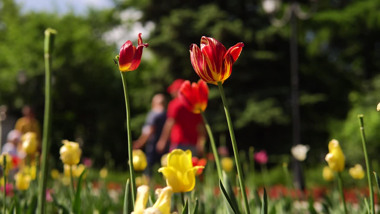 personas caminando entre hermosos tulipanes en un parque