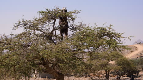 a goat eating leaves off branches while climbing a tree in the sultanate of oman