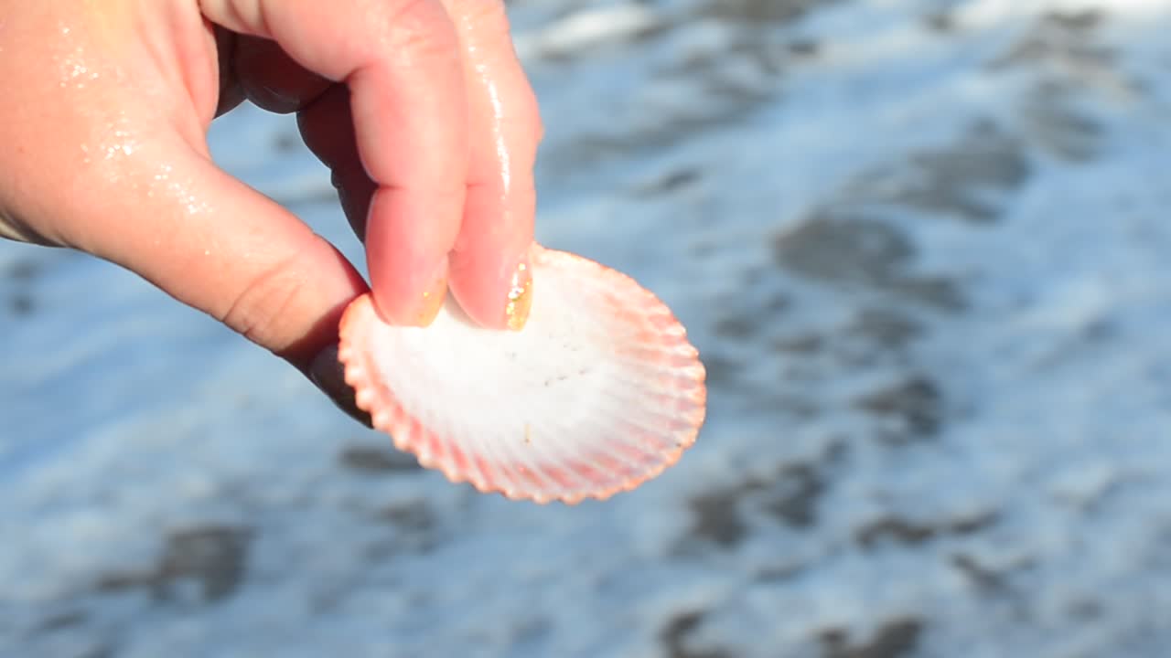 Sea cockleshell in a hand. Beach. Shooting on the beach