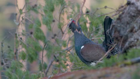 Male-western-capercaillie-roost-on-lek-site-in-lekking-season-close-up-in-pine-forest-morning-light