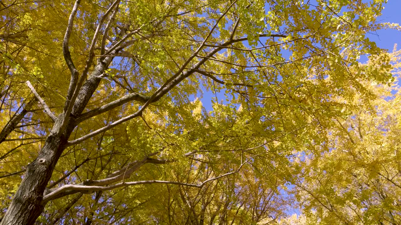 paisaje en cámara lenta sobre vibrantes árboles de ginko amarillos contra el cielo azul