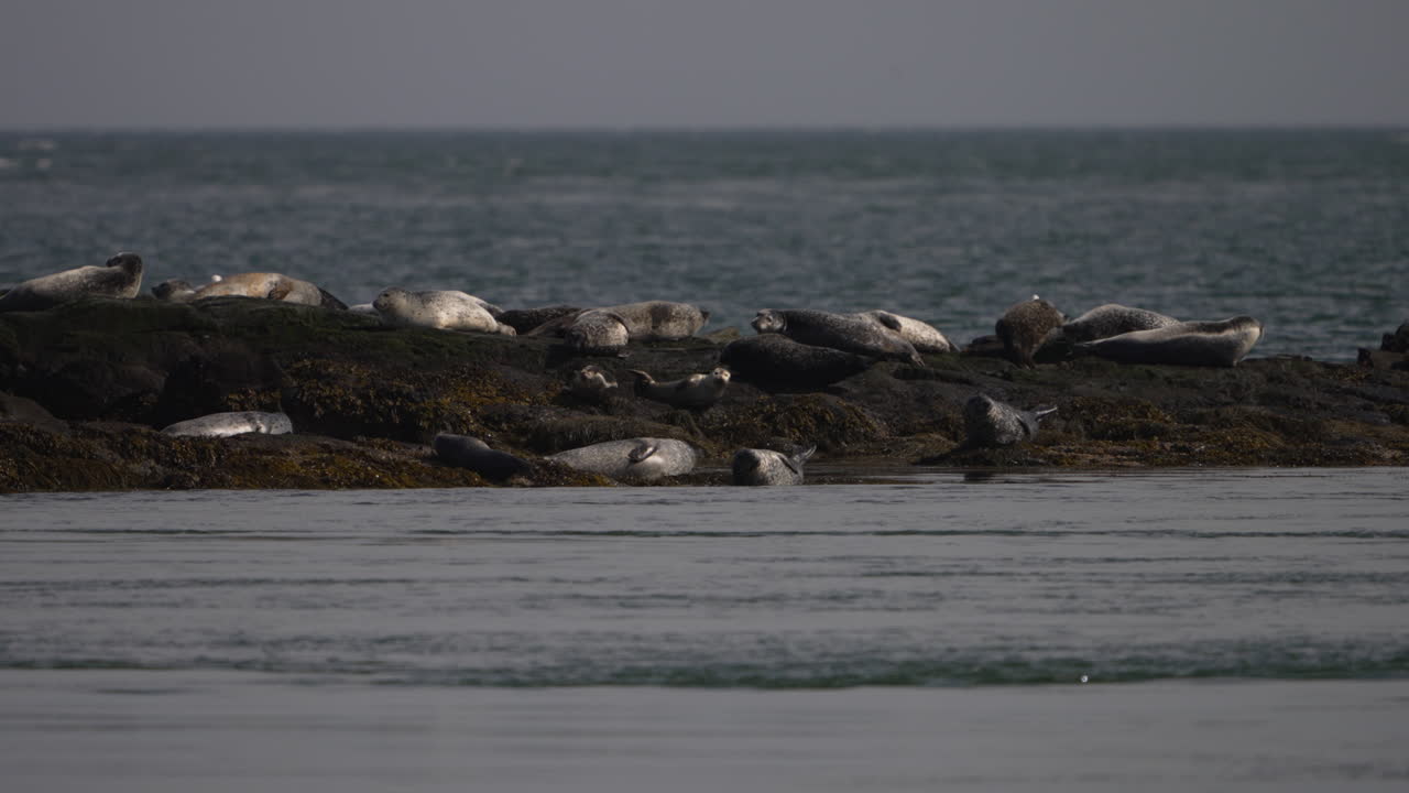 대서양의 작은 섬에서 일광욕을 즐기는 물개