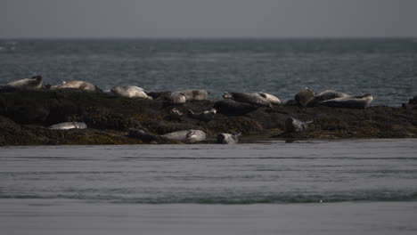 Focas-Tomando-El-Sol-En-Una-Pequeña-Isla-En-El-Océano-Atlántico