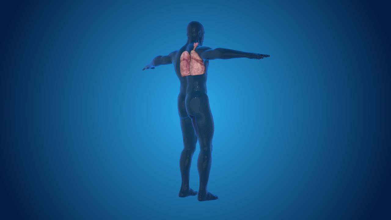 Анатомия легких человека