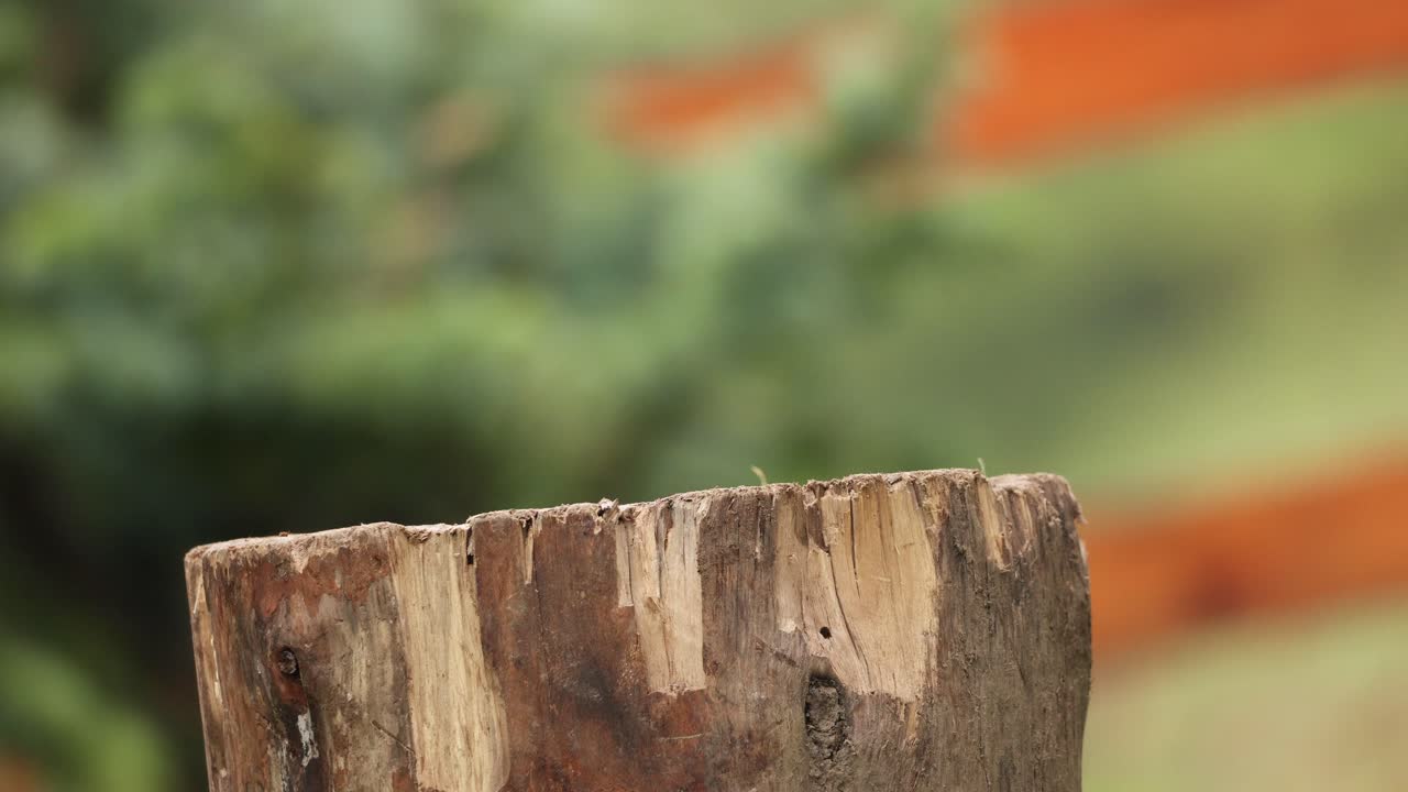 도끼를 가진 남자는 얕은 깊이 필드에서 장작 로그를 자른다.