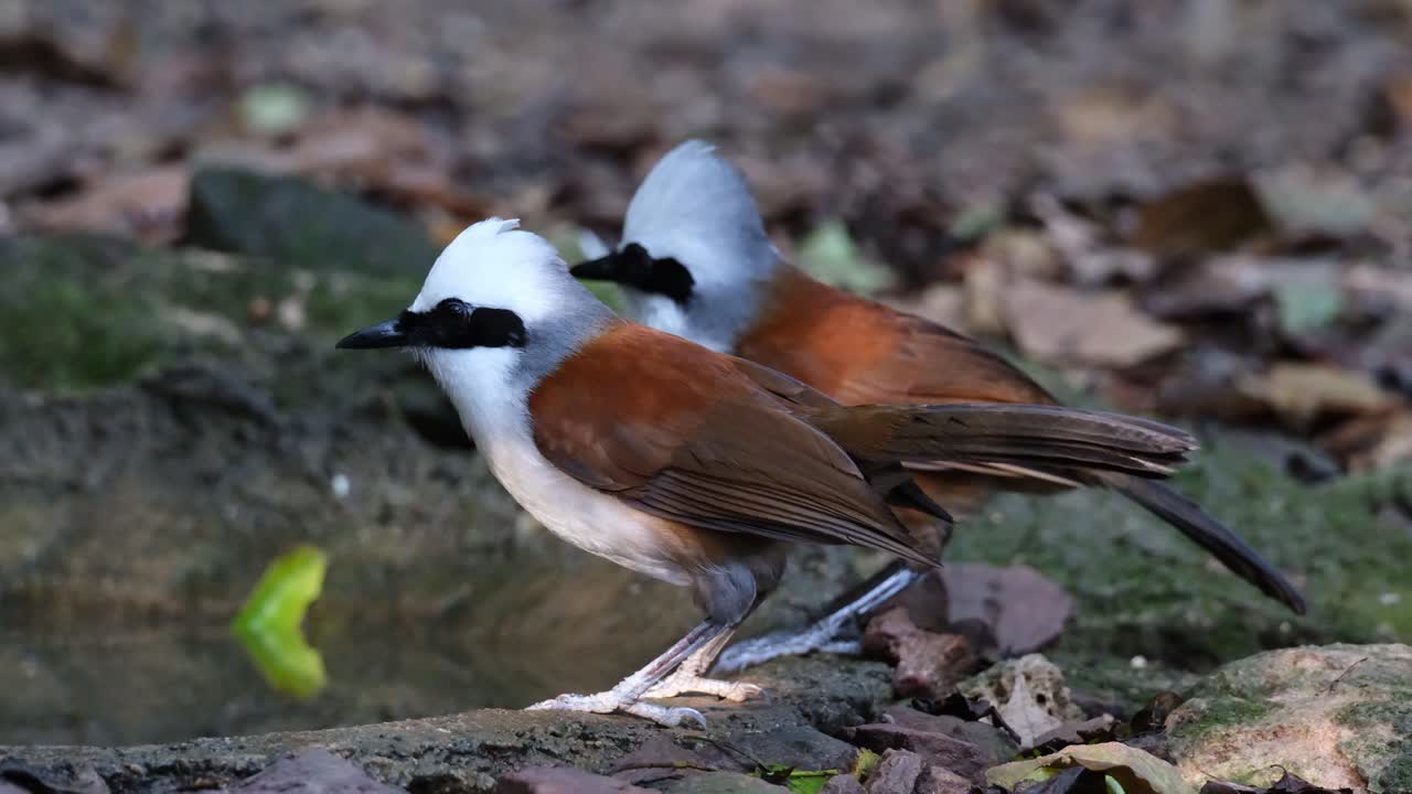 dos individuos bebiendo agua y ambos se volvieron uno tras otro y se alejan hacia la derecha, la crista blanca de la risa garrulax leucolophus, tailandia