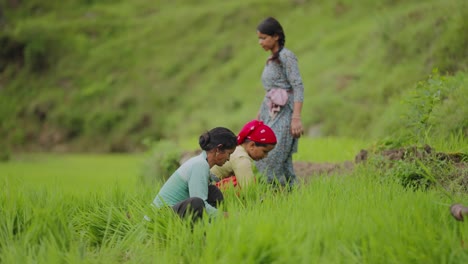 Indian women farming together in Uttarakhand village, hoeing the land as part of seasonal rice cultivation, 4k video