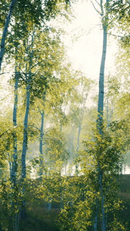 sunlight filtering through a birch forest