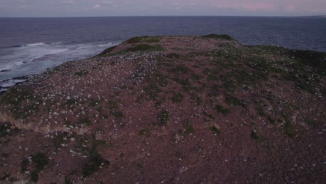 Kochinsel-Mit-Schwarm-Möwen,-Die-Auf-Dem-Gebiet-In-New-South-Wales,-Australien,-Nisten---Drohnenaufnahme-Aus-Der-Luft