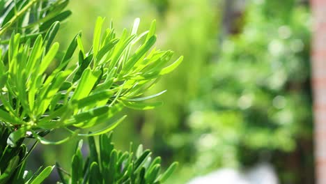 close-up of vibrant green foliage