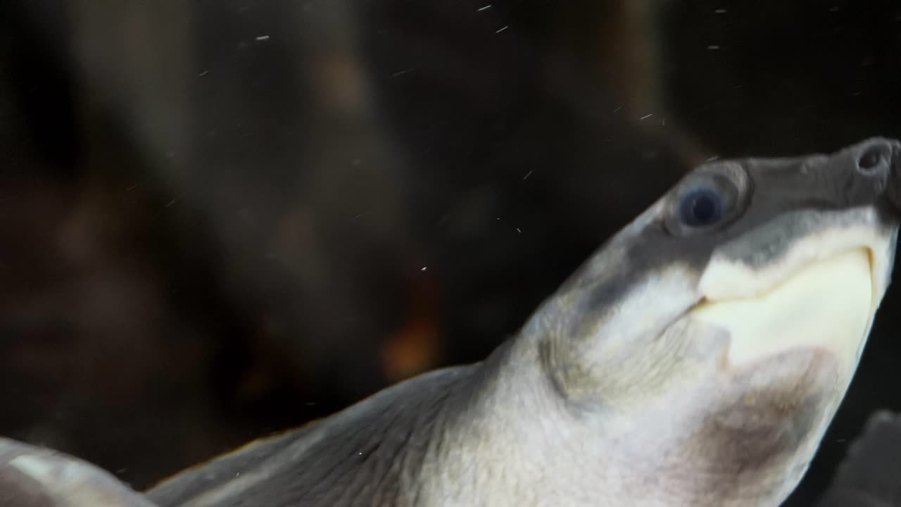 거북이 의 근접적 인 모습