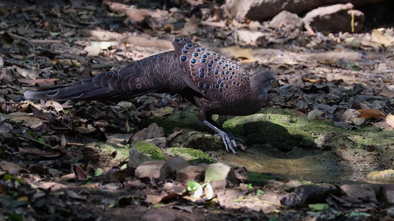 se retira un poco y luego bebe un poco de agua mientras la cámara se aleja, pavo real gris-fasán polyplectron bicalcaratum, macho, tailandia