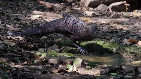 moves back a little then drinks some water as the camera zooms out, grey peacock-pheasant polyplectron bicalcaratum, male, thailand