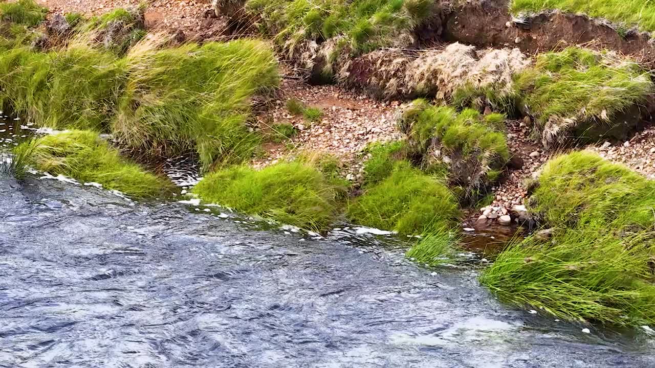 A detailed view of soil erosion on a lush green riverbank beside flowing water