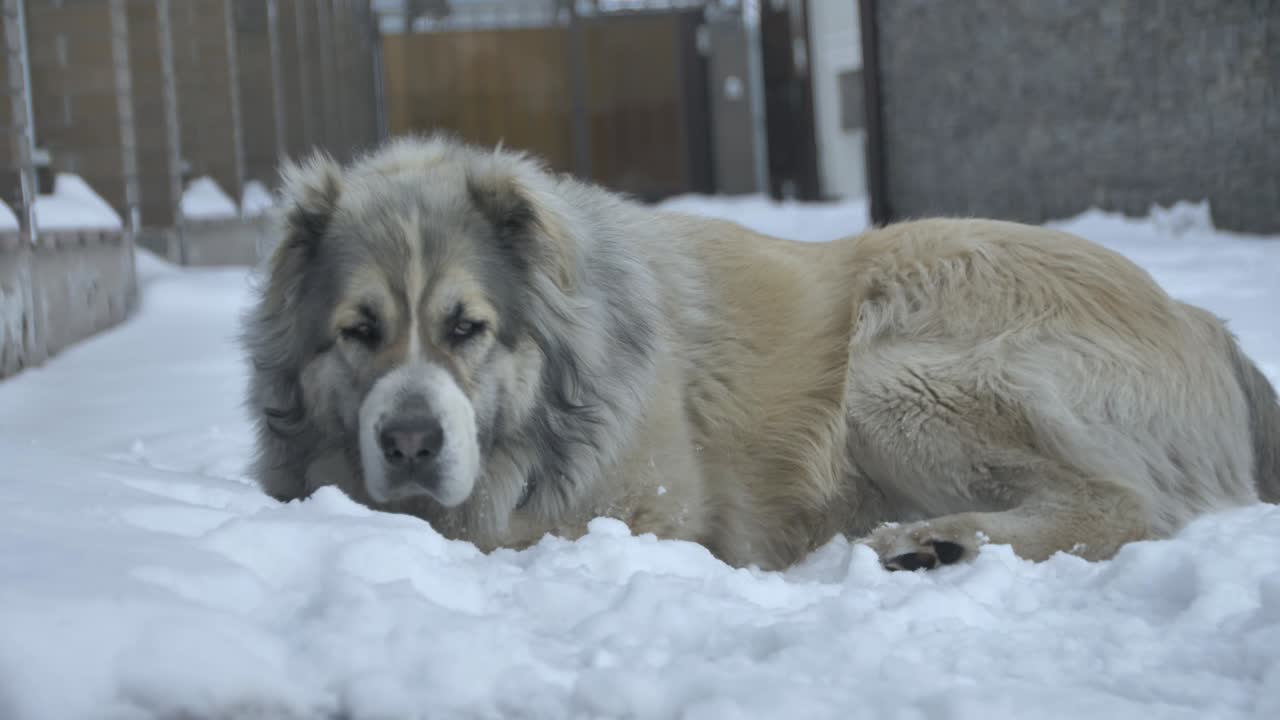 el perro está dormido.