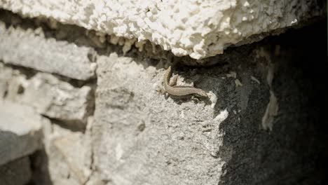 lizard on the sideof a stone wall, runs down