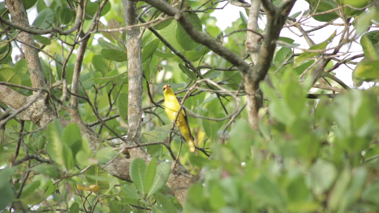 close up de macho indio oriole dorado en el árbol