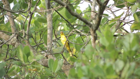 close up de macho indio oriole dorado en el árbol
