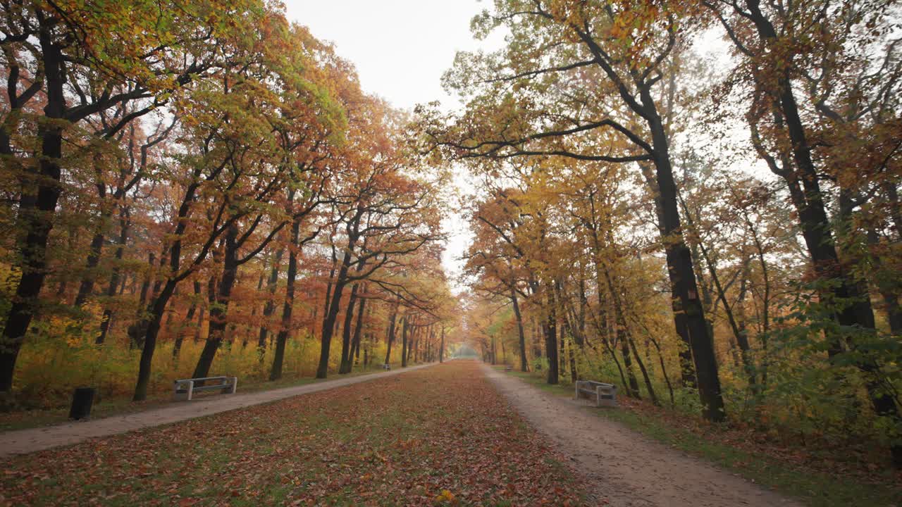 un paseo solitario por el callejón en el parque de otoño