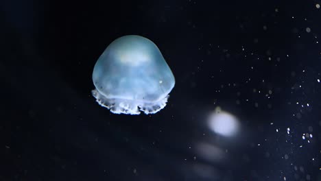 a jellyfish pulsates and moves in a dark aquatic environment.