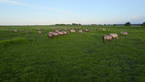 Luftaufnahme-Von-Wilden-Pferden-Und-Vögeln-Im-Polnischen-Naturschutzgebiet-Beka