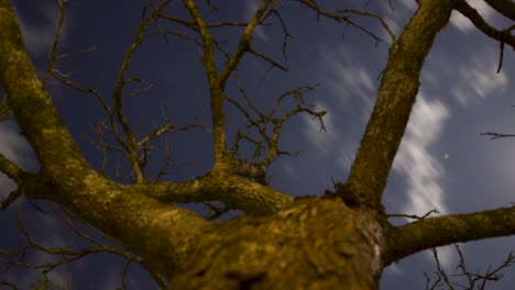 noche de lapso de tiempo en movimiento con nubes y estrellas alrededor de árbol paralaxys