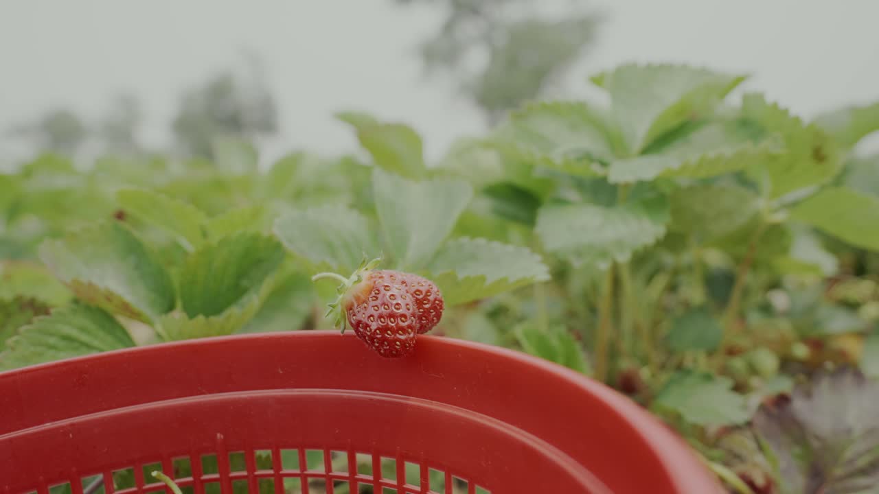 ⁇ 은 딸기 가득한 버 ⁇ 의  ⁇ 을 닫고 그 가장자리에 딸기의 독특한 모양을 놓습니다.