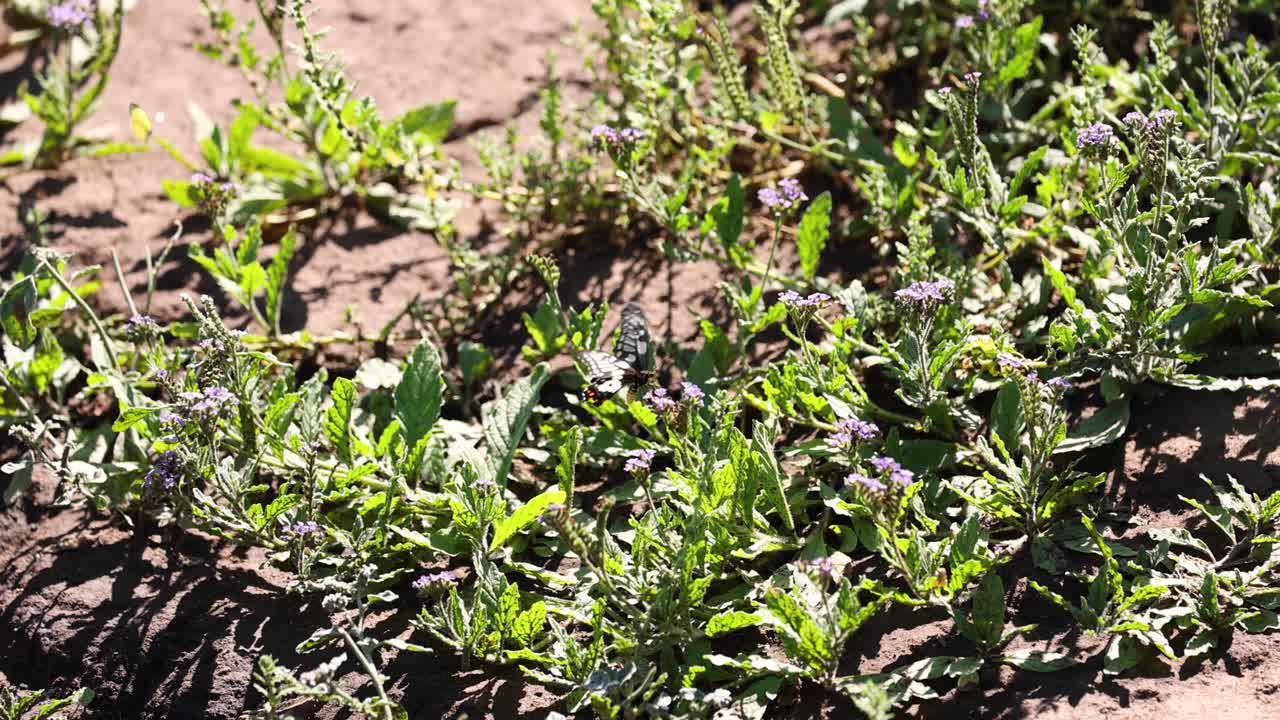 Butterfly flutters over garden plants in sunlight.