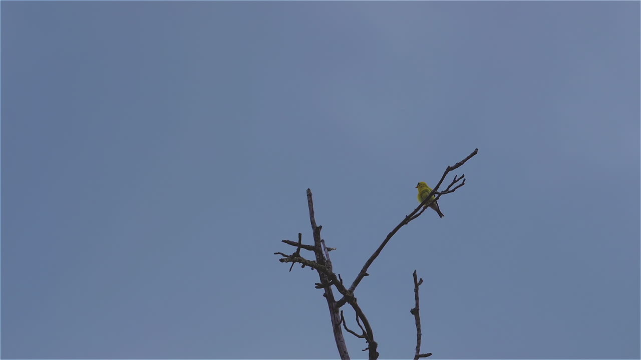 바람에 흔들리는 잎이없는 나무 꼭대기에 노란색 꾀꼬리