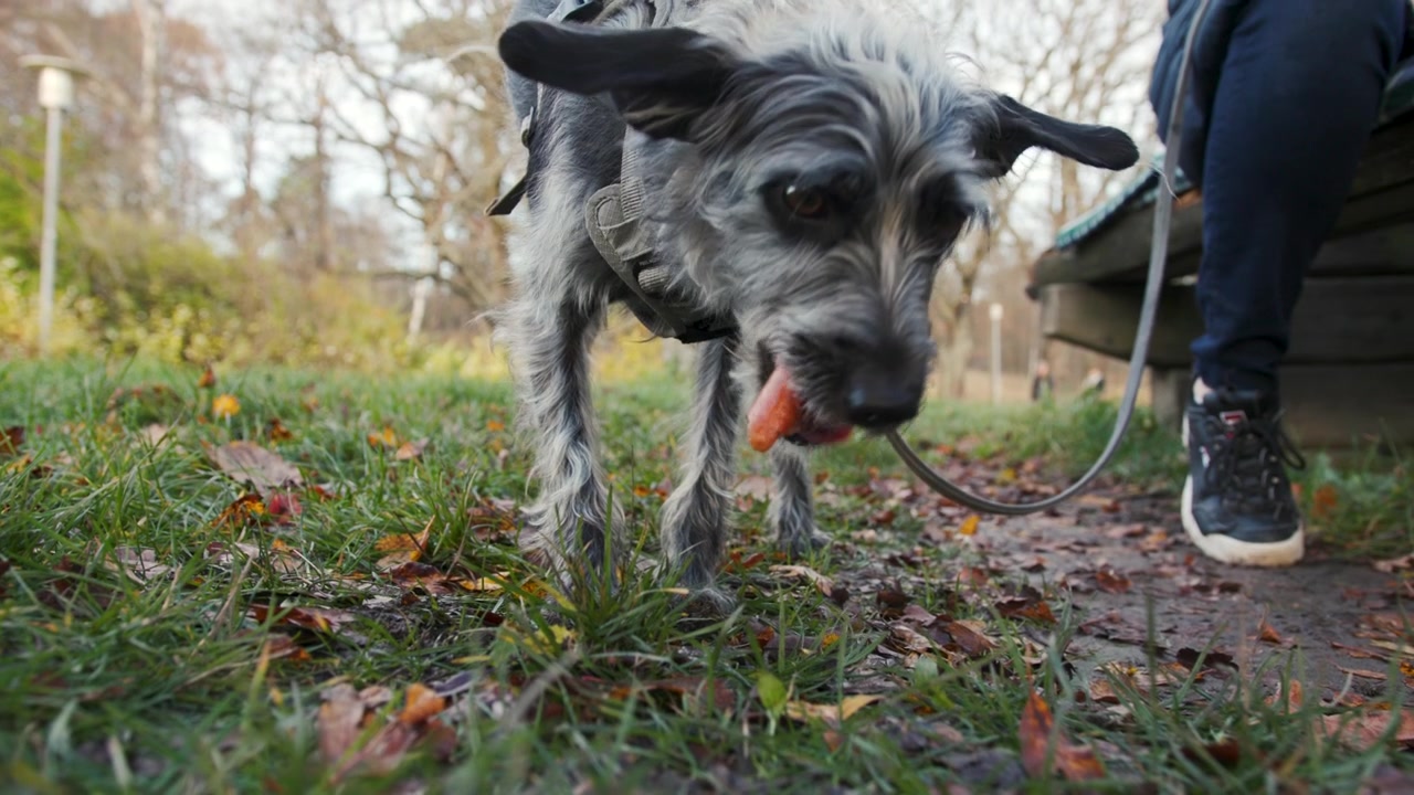 Meksikansk Xoloitzcuintli-hund spiser en pølse i sakte film