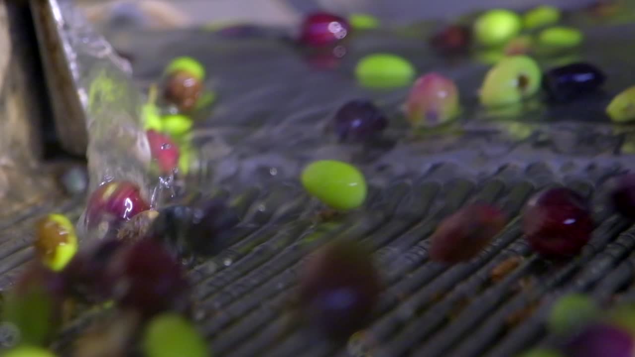 Immagini di olive lavate nel frantoio.