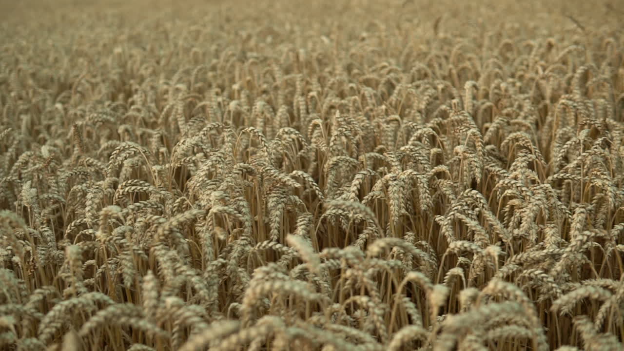 Fields of golden brown barley. Left to right tracking shot. Tight frame. Farming and food concepts