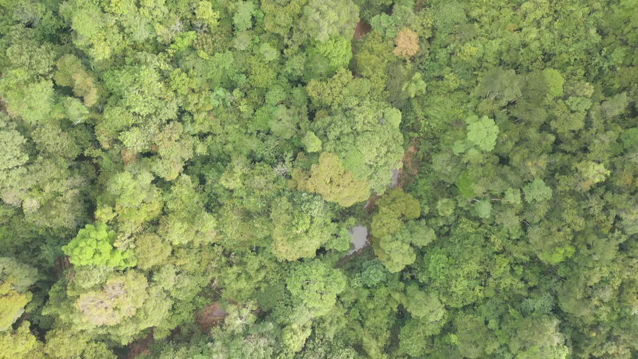 Aerial Drone View Of Sarawak Green Beautiful Forest During Raining Season, Asian Tropical Rain forest, Borneo