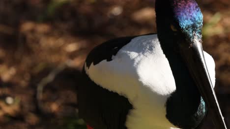 a black-necked stork in its natural habitat