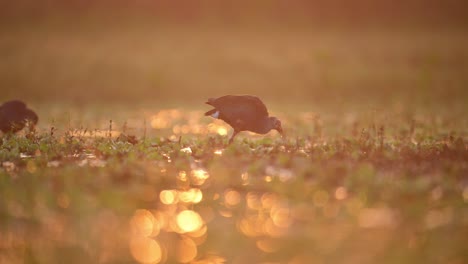 purple swamphen at sunset