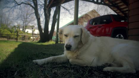 Perro-Blanco,-En-La-Hierba