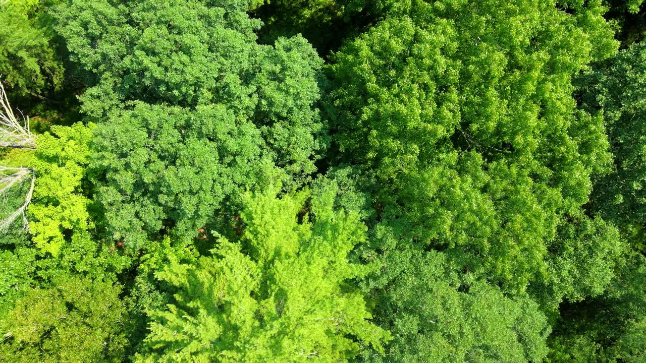 imágenes de video aéreas de drones de arriba hacia abajo que se elevan sobre un denso dosel de bosque de pinos en las montañas apalaches durante el verano