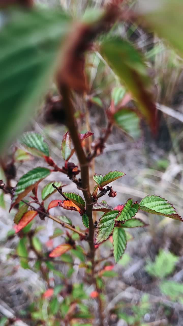 primer plano de una pequeña planta con hojas rojas y verdes