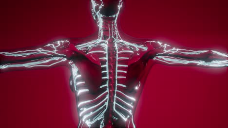 vasos sanguíneos del cuerpo humano
