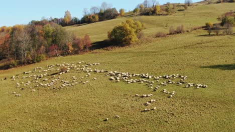 Herd-of-sheep-grazing-on-pasture-on-slope-of-hill-in-Zakopane,-Poland,-aerial