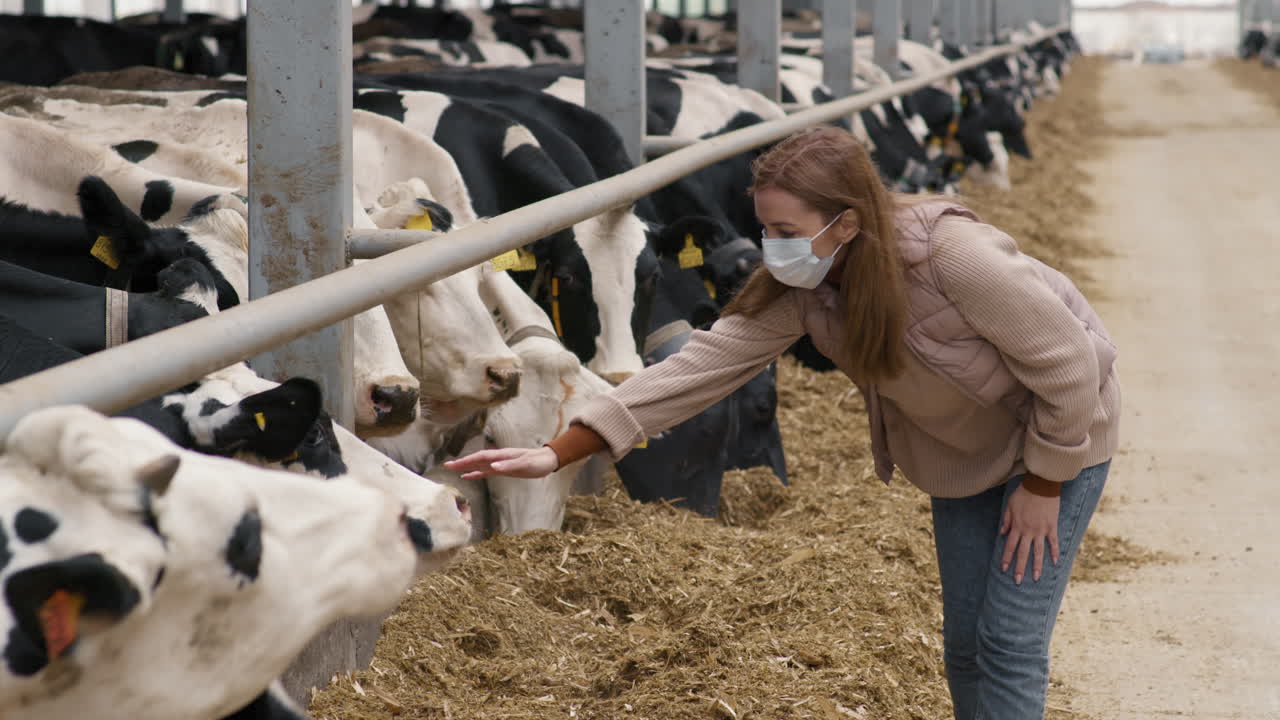 Woman in Face Mask Interacting with Cows at Farm