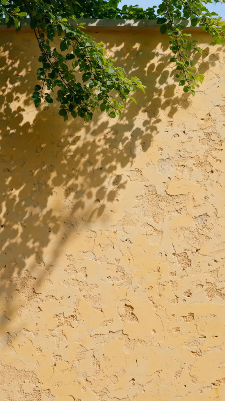 Distressed Yellow Wall with Green Leaves and Shadows