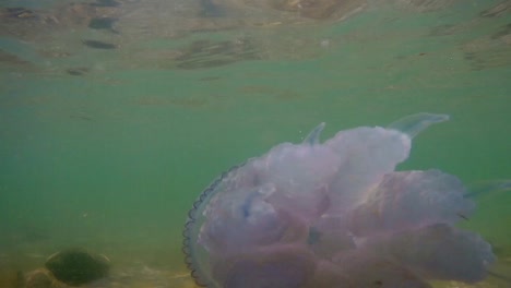 underwater shot of jellyfish